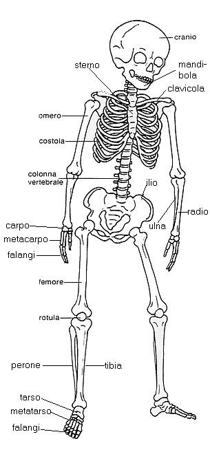 Lo Scheletro Della Testa Ossa Del Cranio Ossa Della Base Lo Sfenoide Il Temporale Le Ossa